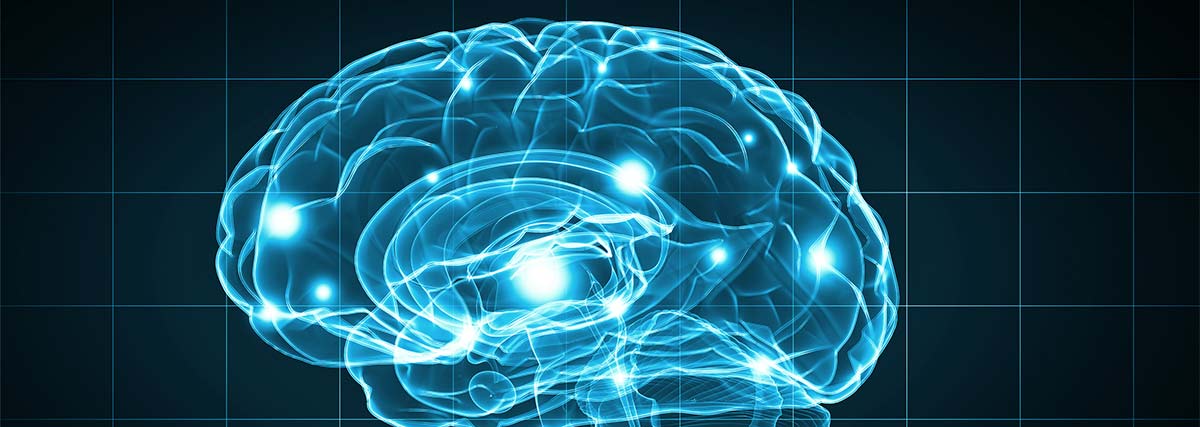 Digital representation of a human brain