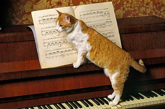 Cat on the piano